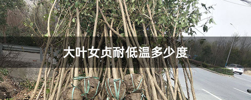 大叶女贞耐低温多少度