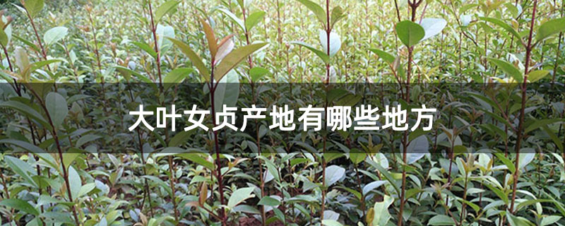 大叶女贞产地有哪些地方