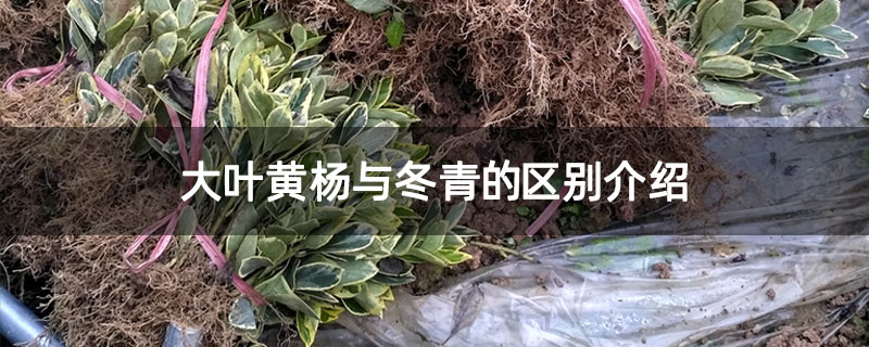 大叶黄杨与冬青的区别介绍
