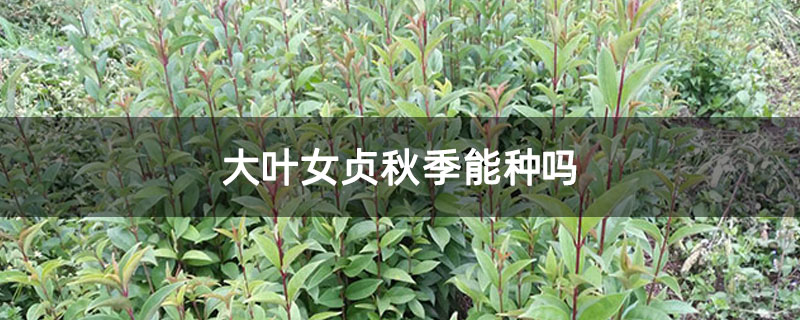 大叶女贞秋季能种吗 大叶女贞秋季能种吗