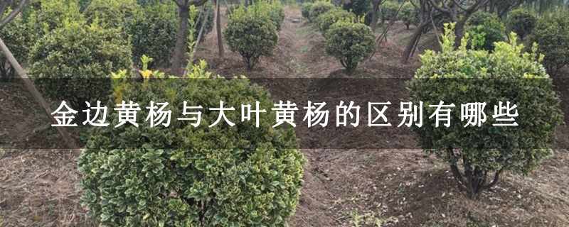 金边黄杨与大叶黄杨的区别有哪些 金边黄杨与大叶黄杨的区别有哪些