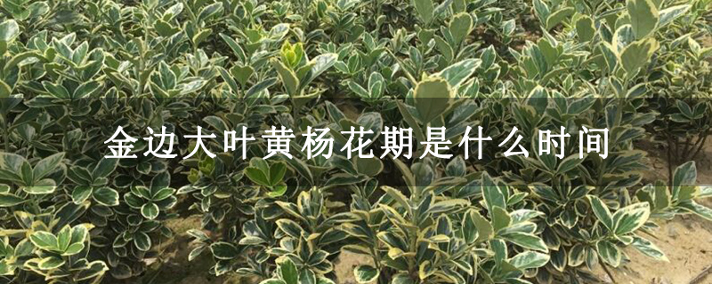 金边大叶黄杨花期是什么时间
