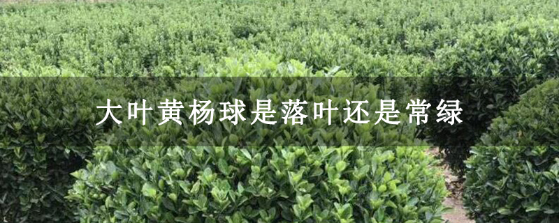 大叶黄杨球是落叶还是常绿