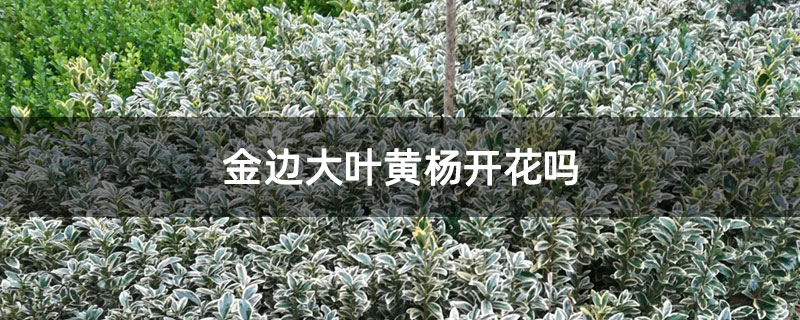 金边大叶黄杨开花吗 金边大叶黄杨开花吗