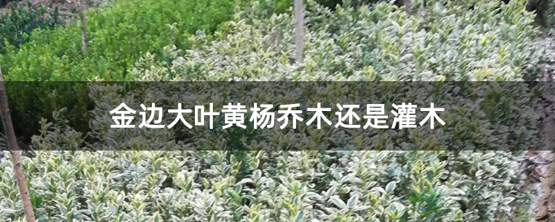 金边大叶黄杨乔木还是灌木 金边大叶黄杨乔木还是灌木