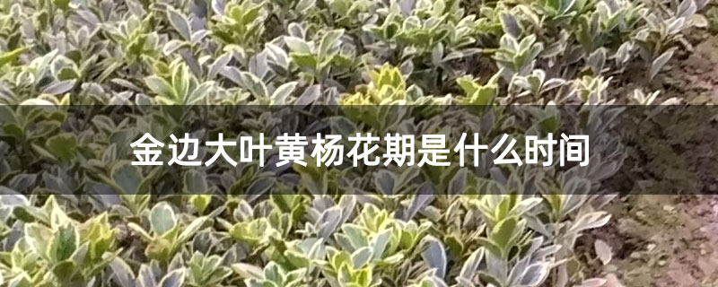 金边大叶黄杨花期是什么时间