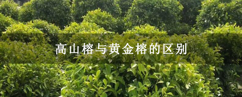 高山榕与黄金榕的区别