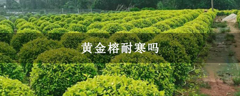 黄金榕耐寒吗