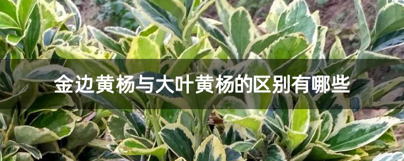 金边黄杨与大叶黄杨的区别有哪些