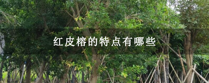 红皮榕的特点有哪些