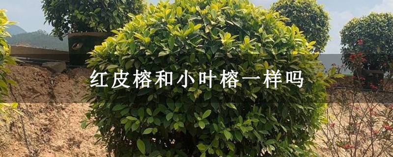 红皮榕和小叶榕一样吗