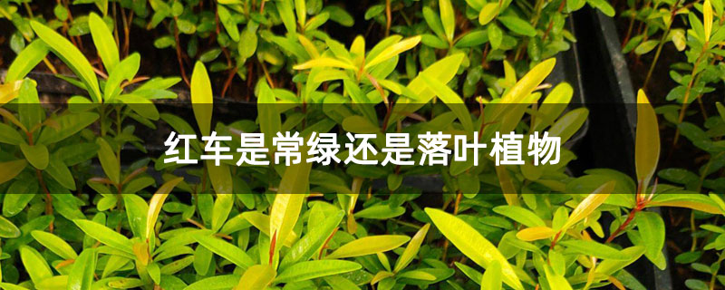 红车是常绿还是落叶植物