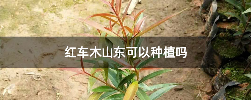 红车木山东可以种植吗