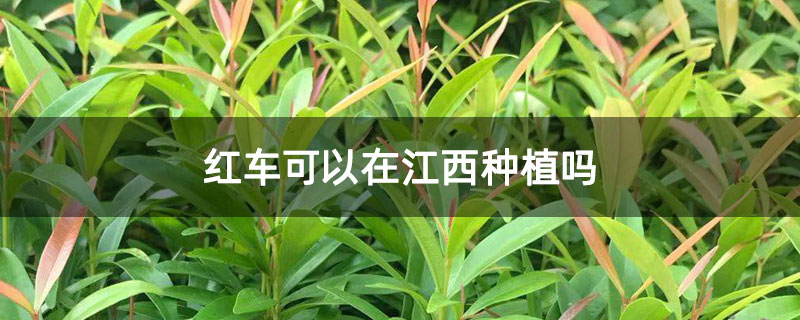 红车可以在江西种植吗