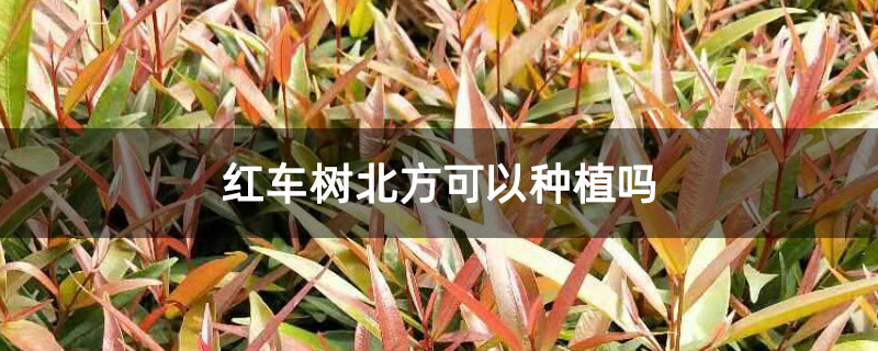 红车树北方可以种植吗