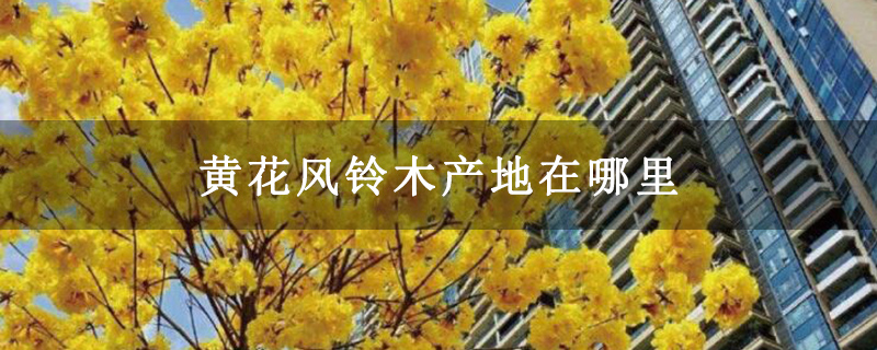 黄花风铃木产地在哪里
