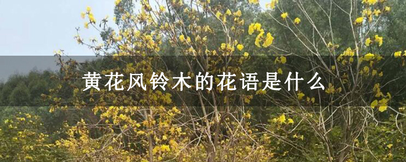 黄花风铃木的花语是什么