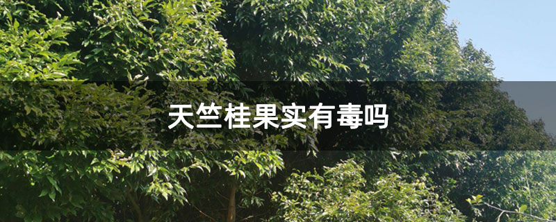天竺桂果实有毒吗