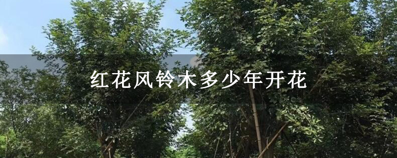 红花风铃木多少年开花