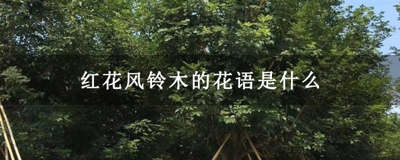 红花风铃木的花语是什么