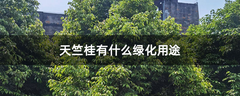 天竺桂有什么绿化用途