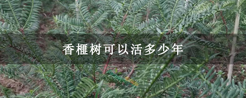 香榧树可以活多少年