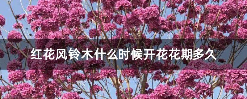 红花风铃木什么时候开花花期多久