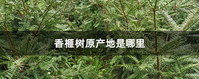 香榧树原产地是哪里