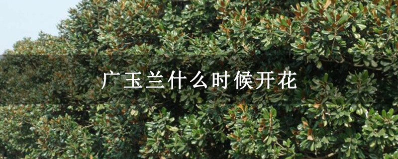 广玉兰什么时候开花
