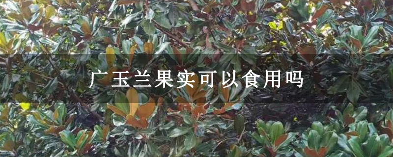 广玉兰果实可以食用吗