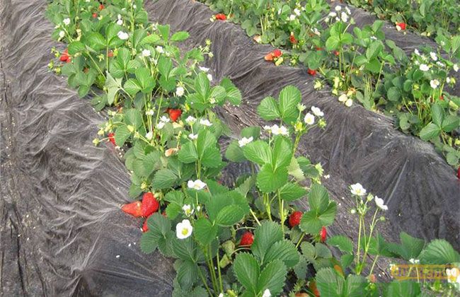 奶油草莓 奶油草莓