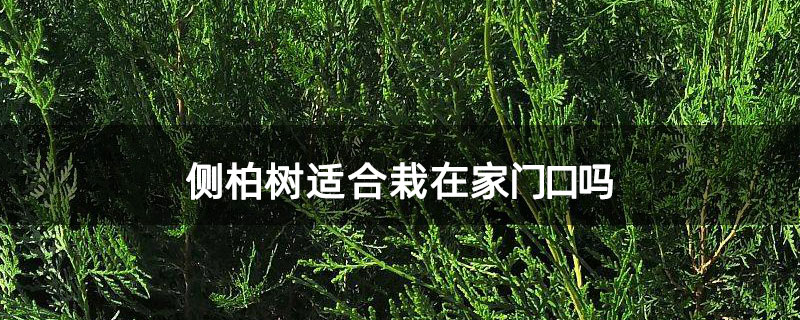 侧柏树适合栽在家门口吗