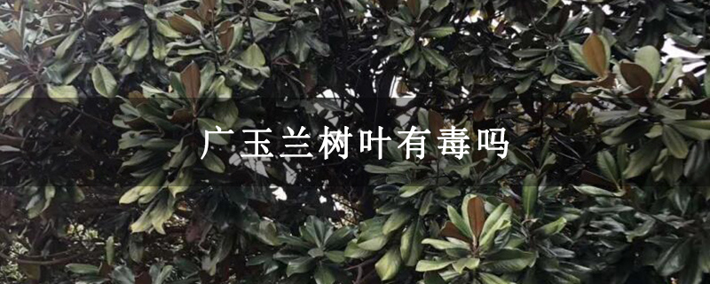 广玉兰树叶有毒吗