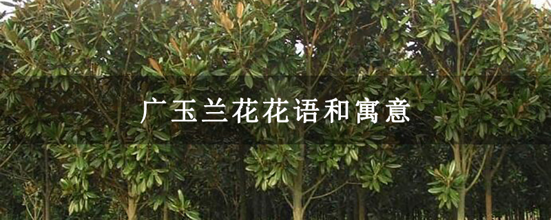 广玉兰花花语和寓意
