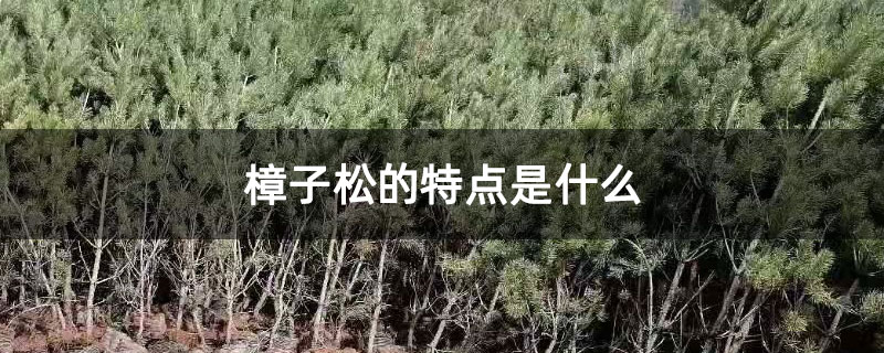 樟子松的特点是什么