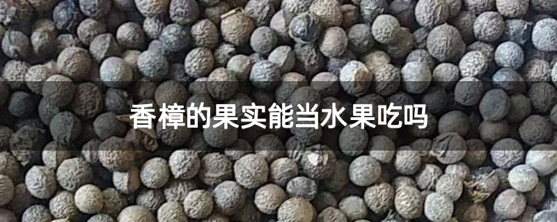 香樟的果实能当水果吃吗
