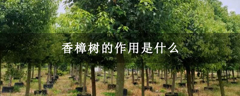 香樟树的作用是什么