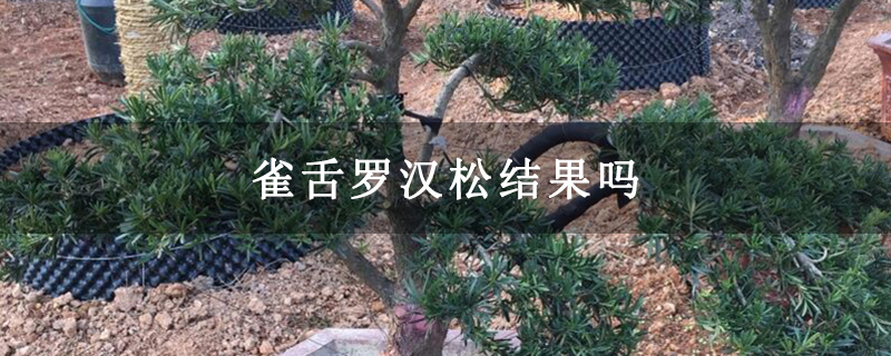 雀舌罗汉松结果吗