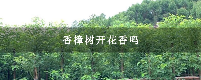 香樟树开花香吗