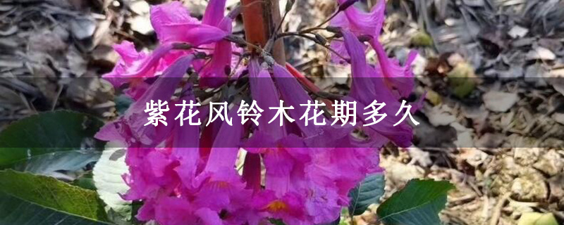 紫花风铃木花期多久