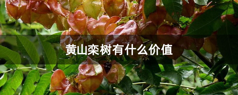 黄山栾树有什么价值
