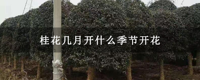 桂花几月开什么季节开花