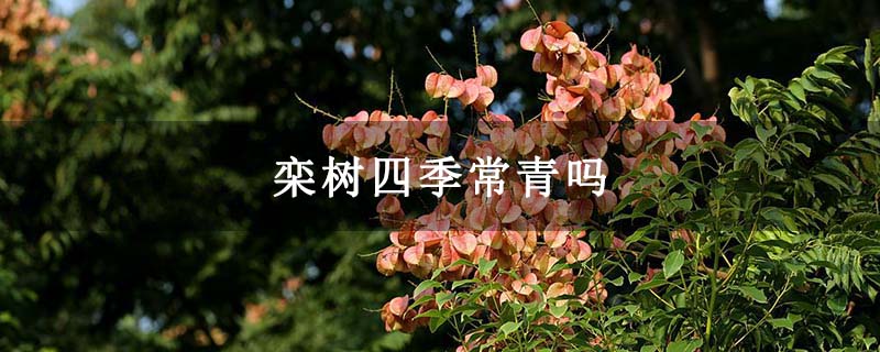 栾树四季常青吗