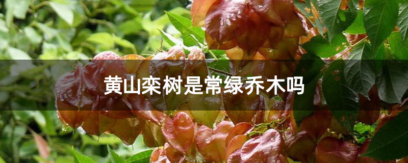 黄山栾树是常绿乔木吗