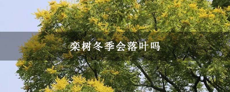 栾树冬季会落叶吗