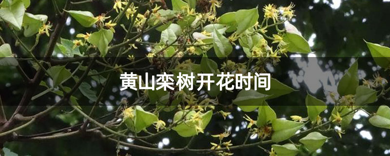 黄山栾树开花时间