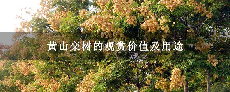 黄山栾树的观赏价值及用途