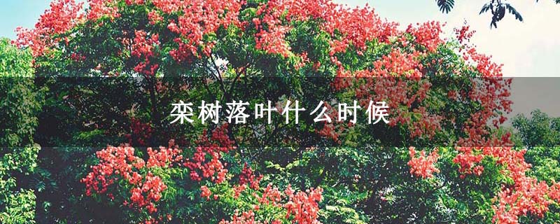 栾树落叶什么时候