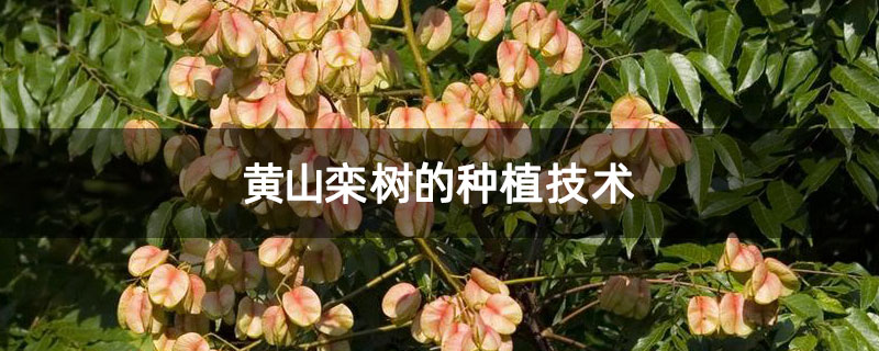黄山栾树的种植技术