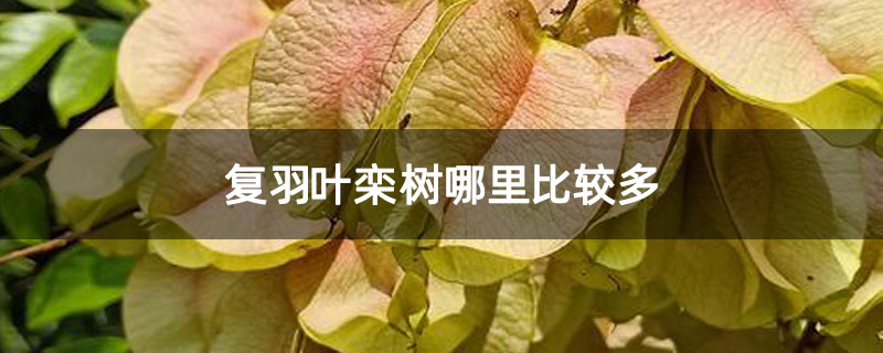复羽叶栾树哪里比较多